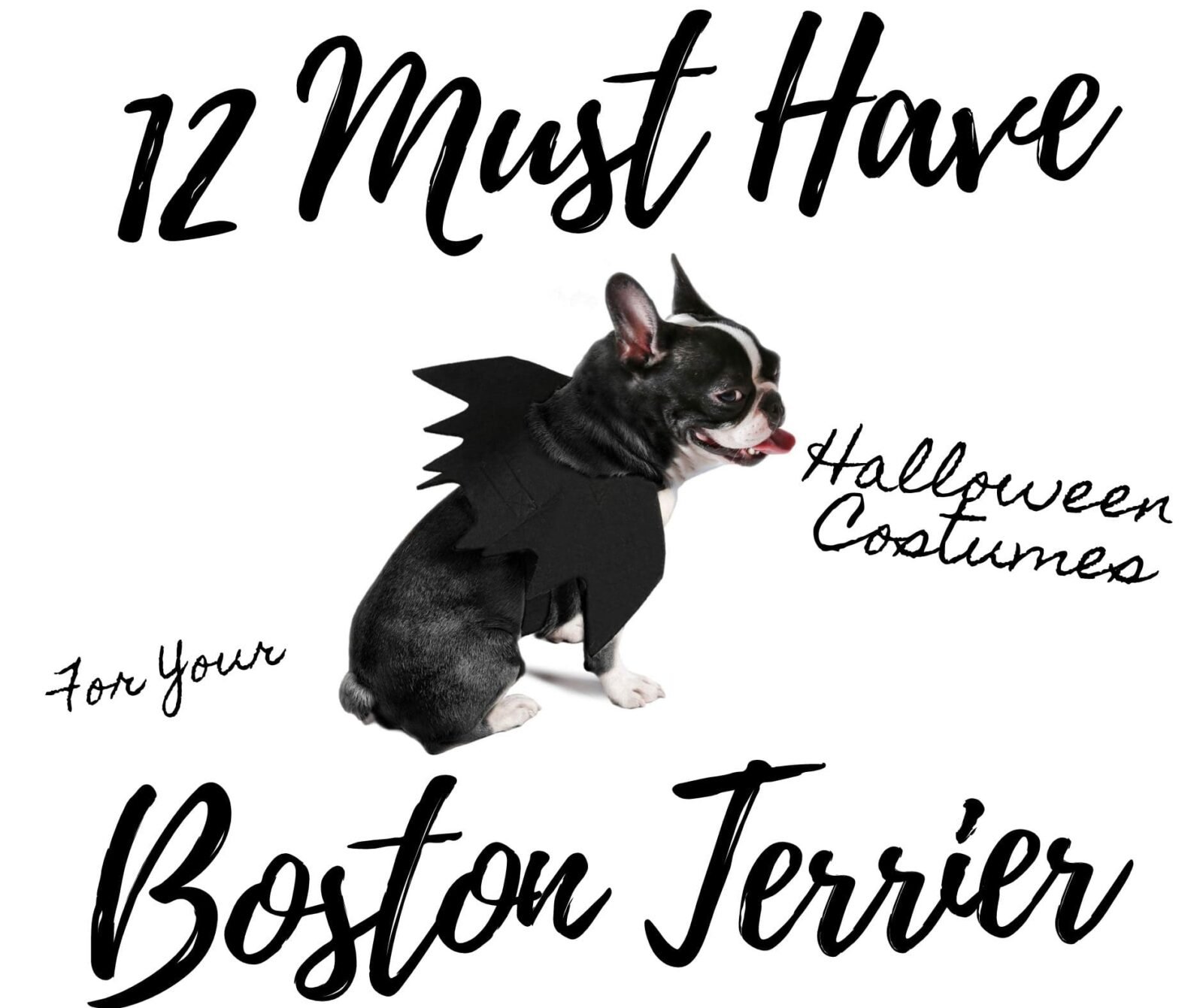 12 Must Have Adorable Halloween Costumes For Boston Terriers Boston