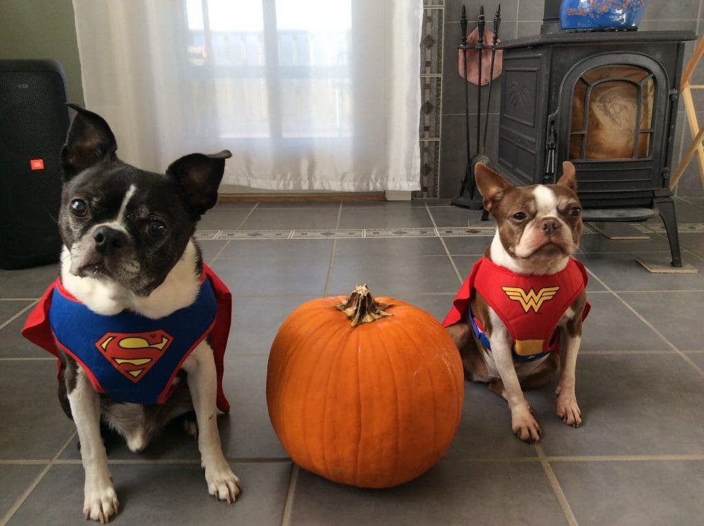 12 Must Have Adorable Halloween Costumes For Boston Terriers - Boston ...