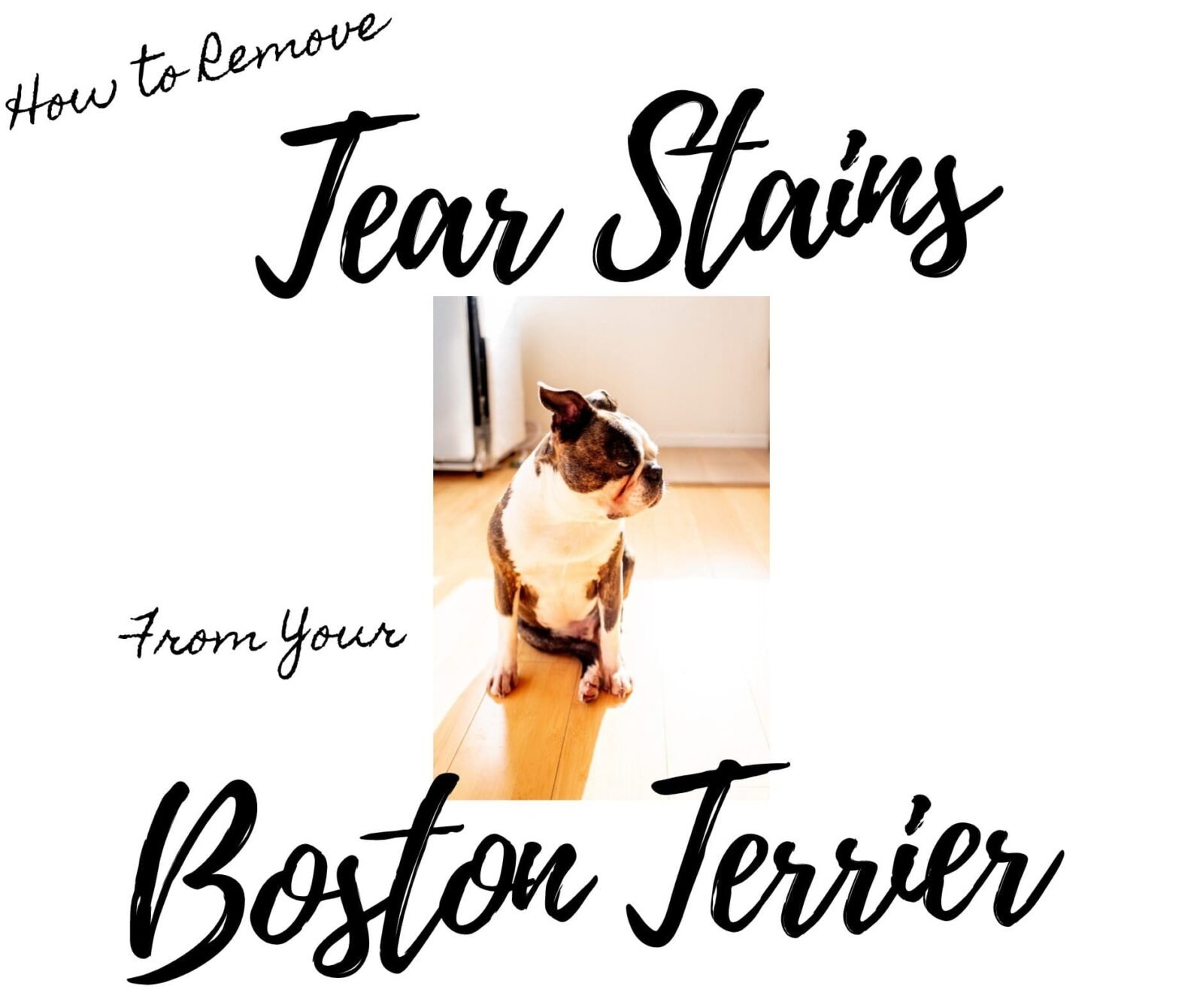Removing Tear Stains On Boston Terriers Causes And 7 Proven Solutions