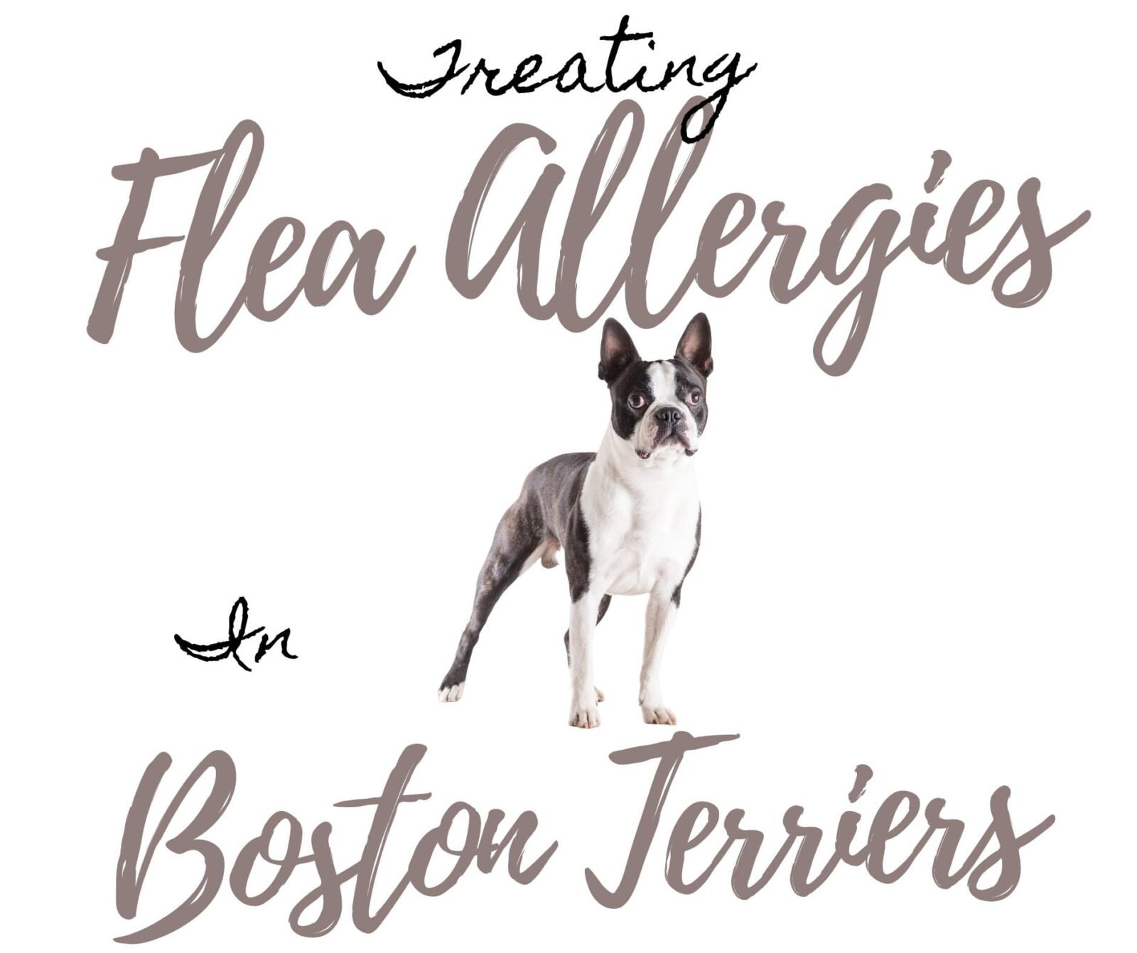 Treating Agonizing Flea Allergy Dermatitis In Boston Terriers 5