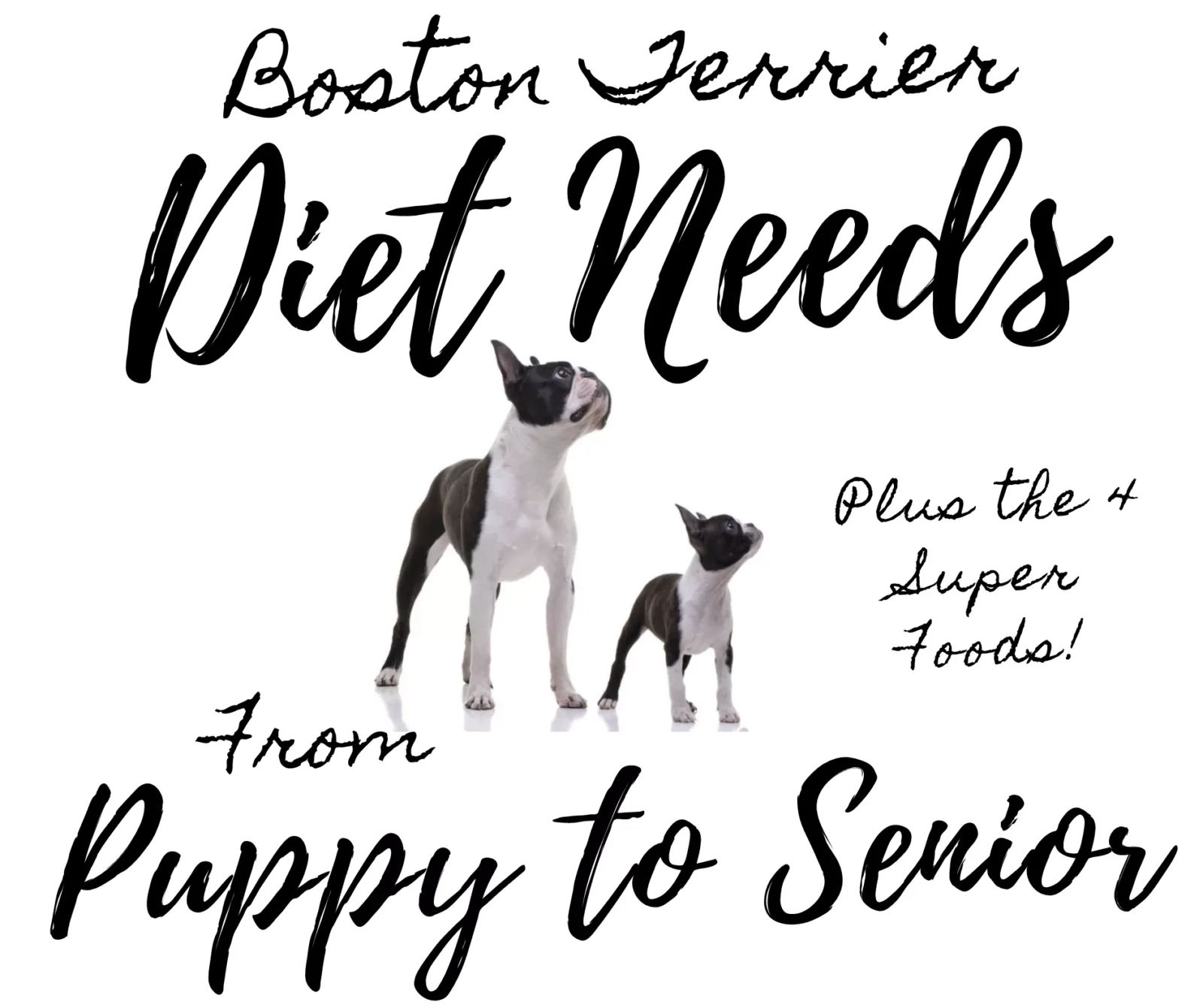Boston Terrier Diet Needs From Puppy To Seniors Plus The 4 Essential